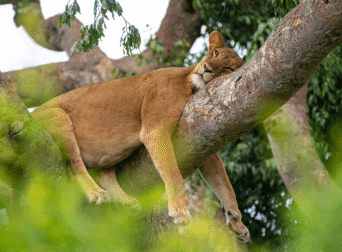 Where to do tours in Uganda