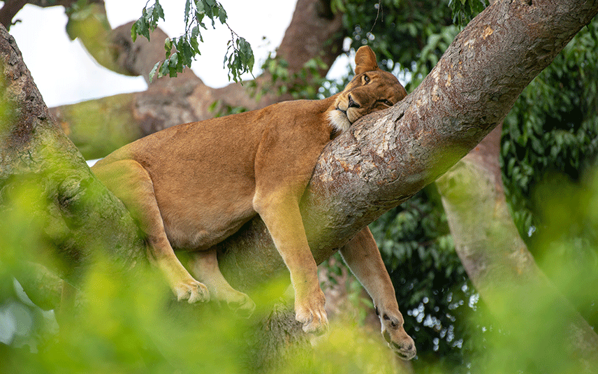 Where to do tours in Uganda