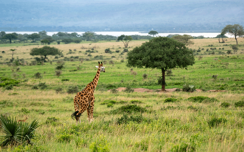Tours and Safaris